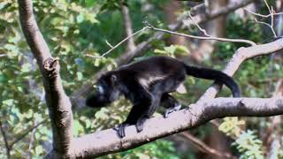 Mantled Howler Monkeys Eat Leaves