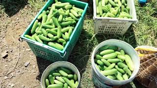 ข่าว เมืองสงขลา / 12 10 66 เกษตรกรเก็บแตงกวาส่งขายแม่ค้าช่วงเทศกาลกินเจราคาดี