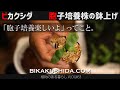 【ビカクシダの胞子培養の記録　鉢上げ  VLOG#33】ビカクシダ/コウモリラン/育て方/観葉植物/植物のある生活/spore