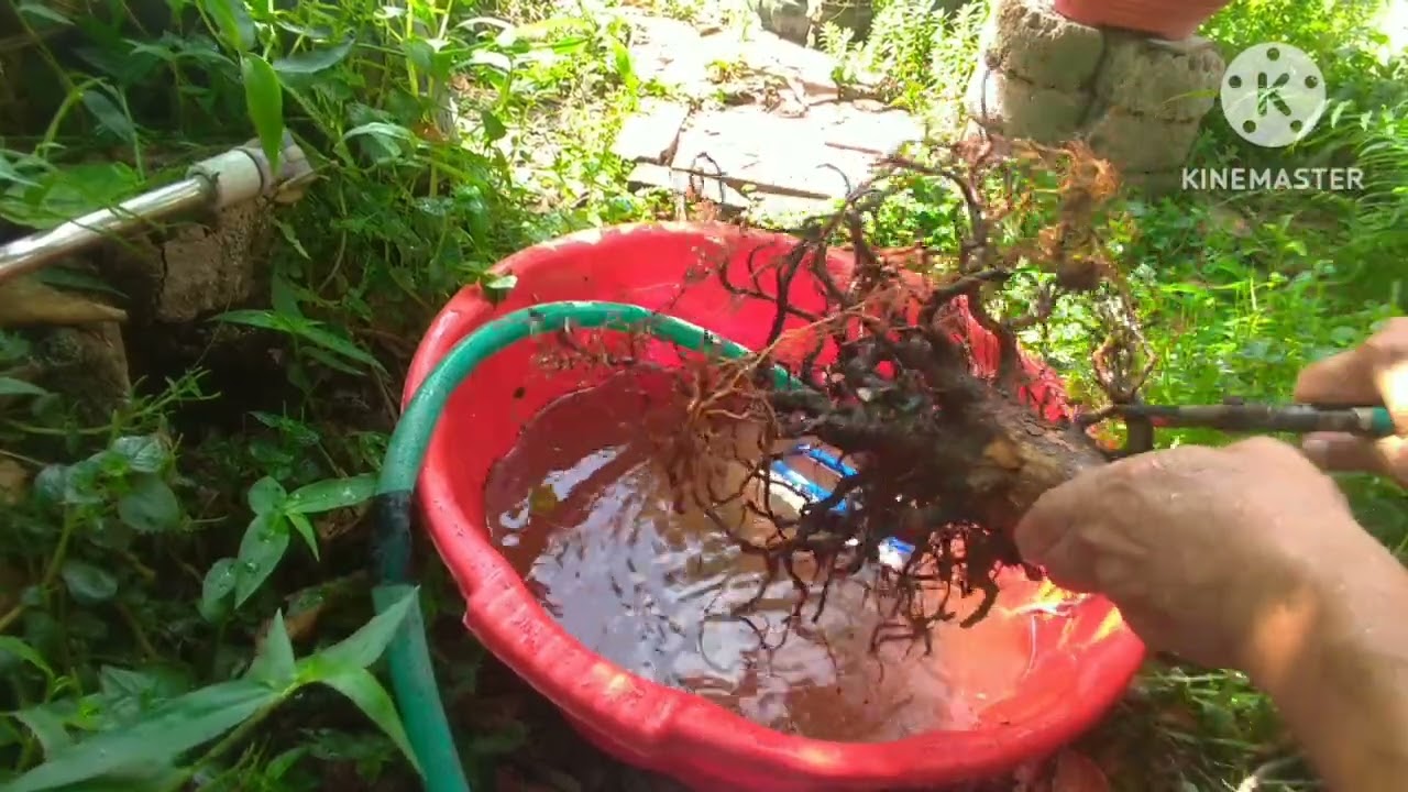 Clip70 xử lý cây mai bị hư rể