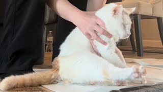 How Express Cat Bladder