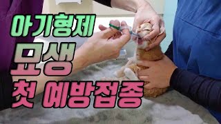 아기 고양이 예방접종