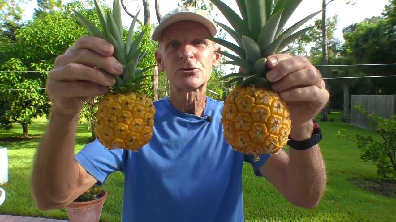 72 Year Old Fruitarian's Breakfast Smoothie Fast And Quick How To Eat Health Coach Tom Avery
