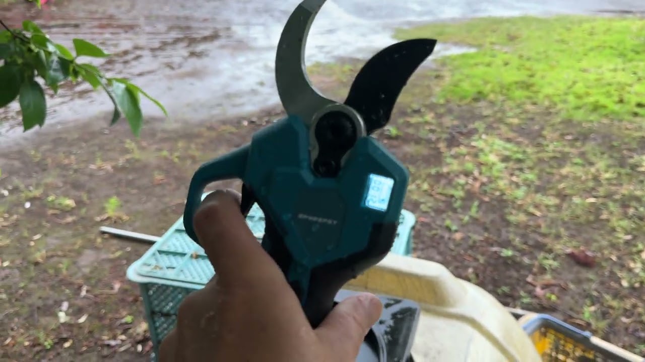 モロコシひげも出てきた！最高の雨　なんとか色々順調　電動バサミ