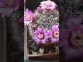 Mammillaria #ukraine #cactus #succulent #flowers