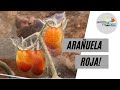 ELIMINAR ARAÑUELA ROJA! Único método 100% eficaz para controlar esta plaga | Jardín Viviente