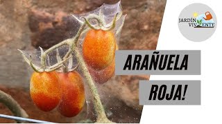 ELIMINAR ARAÑUELA ROJA! Único método 100% eficaz para controlar esta plaga | Jardín Viviente