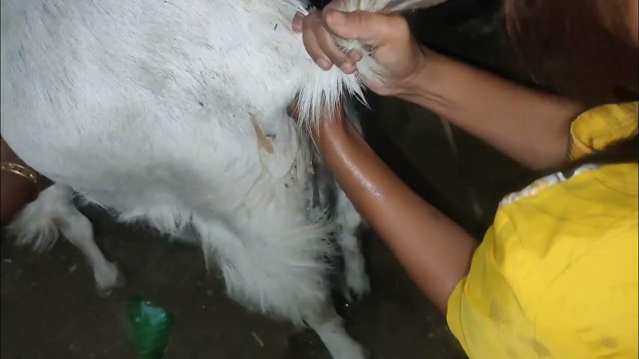 goat dystocia problem YouTube
