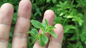 cây bồ bồ , tác dụng của cây bồ bồ