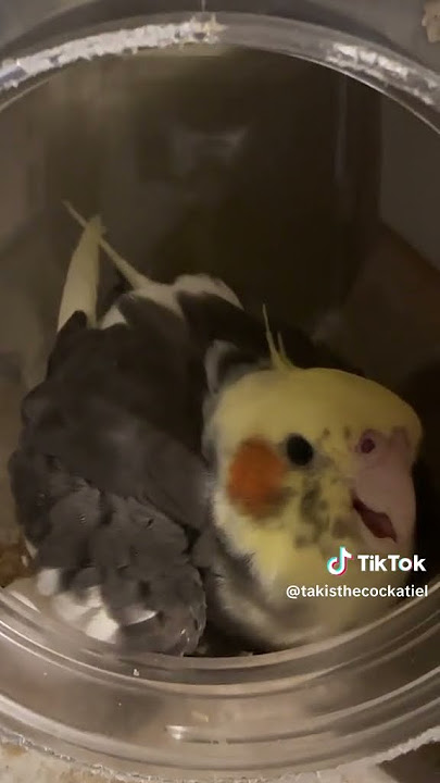 she has 2 EGGS more baby cockatiels coming !  #bird #cockatielbird #cockatiel #birds #cutebirds