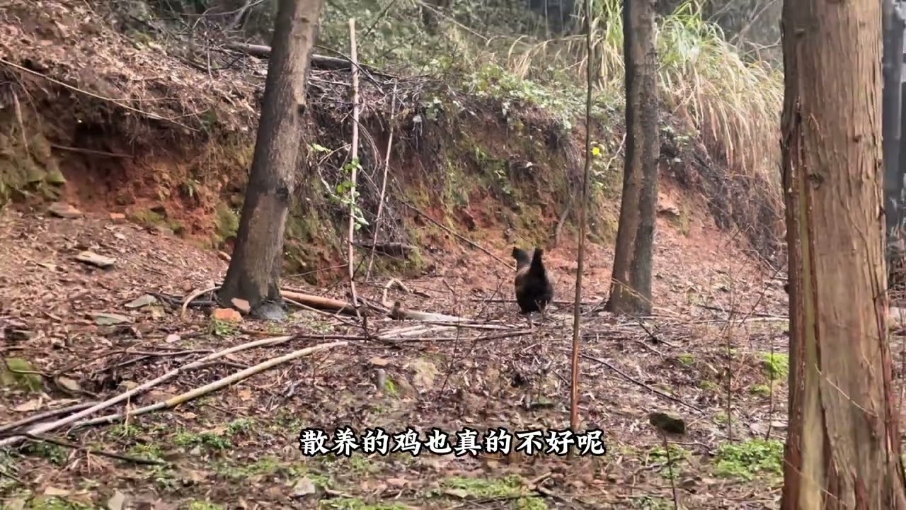 大年初三就收到母鸡给我送来一份大礼：偷偷孵出好大一窝小鸡崽