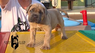 WARRIOR  MACHO FORMENTINO DE CANE CORSO