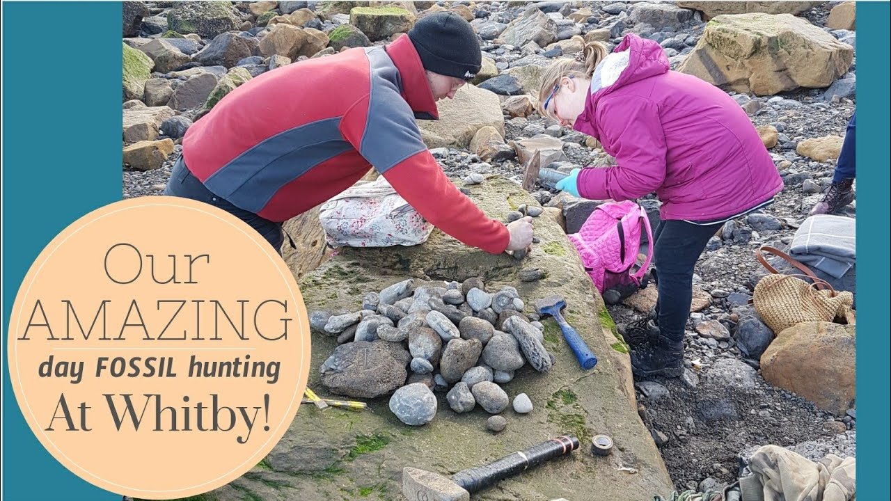 FOSSIL hunting at Whitby YouTube