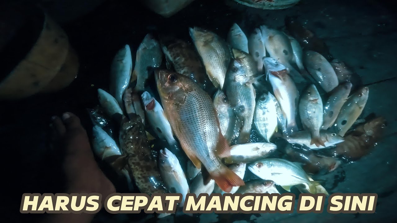 HARUS CEPAT MANCING DI SINI SEBELLUM DI USIR SECURITY