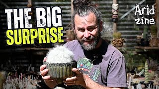 Why Mammillarias are the Perfect First Cactus