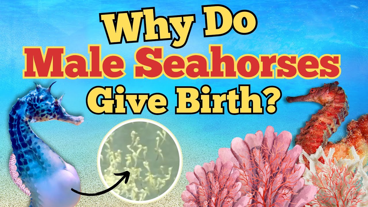 Fatherhood Redefined: The Fascinating Birth of Baby Seahorses - YouTube