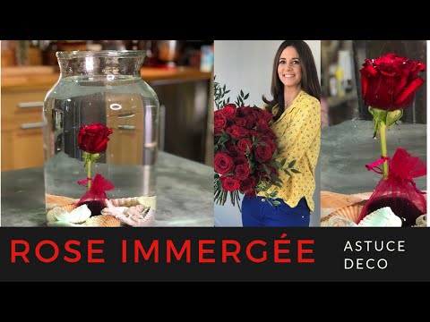 Vidéo: Préparer Une Rose De Chambre Pour L'hiver