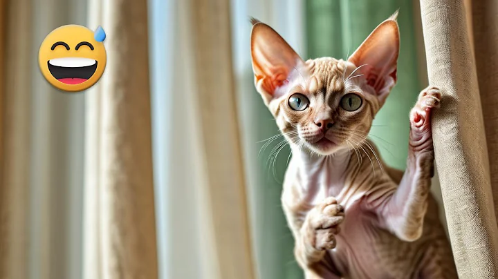 Video 6629561: devon rex cat funny, laugh funny cats compilation, loud funny cat