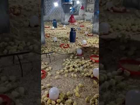 مزارع دواجن للايجار مجهزه ومتعدده المساحات للتواصل 01123248364