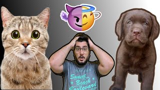 Cat Vs Dog as a Pet | What are Benefits of having Cat and Dog Together screenshot 2