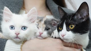 Cute Cats Compilation (ENG SUB)