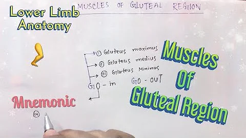Mnemonic For Gluteal Region Muscles | Lower Limb Anatomy 🦵