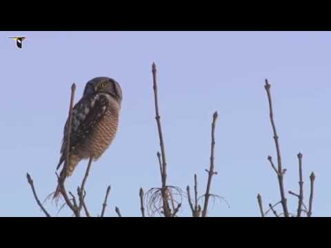 Video: Hawk Owl: aprašymas ir nuotrauka