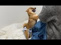 シーツ入れを激しく邪魔する柴犬さん