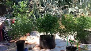 2019 Outdoor Grow 🤦🏻‍♂️🤪 Got A Surprise 🤪🤷🏻‍♂️