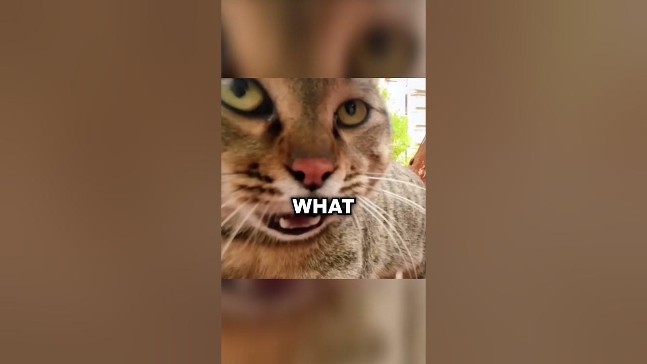cat-making-weird-noises-at-bird-youtube