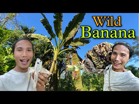 Collected Wild Banana That Contain Seeds || Collecting and Eating Wild Fruits || Village Life