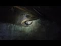 Massive termite lead in dungeon style sub-floor, Bowen Hills