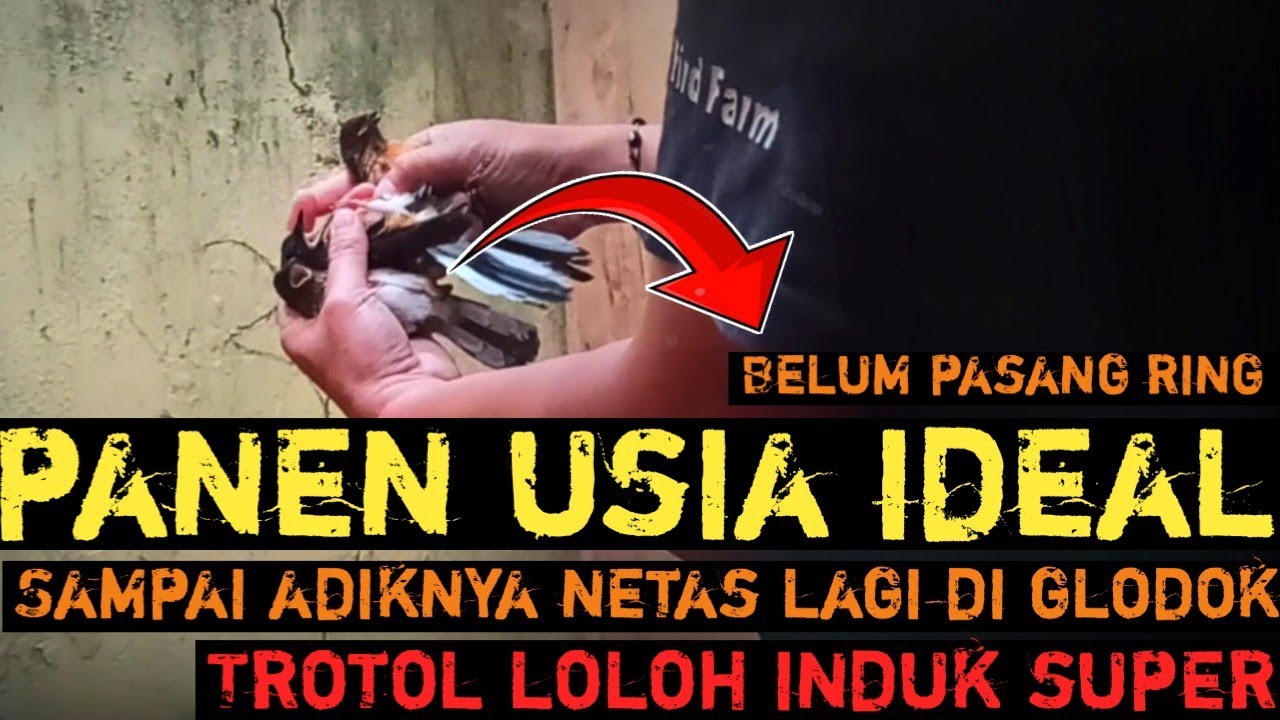 Panen usia ideal trotol loloh induk‼️boleh telat pasang ring‼️trah prestasi semua kualitas super‼️