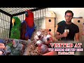 Gray Eclectus Suncanure Raw Parrots and chicks at VIP Birds Setup Video 2020 In Urdu/Hindi (JAIC)