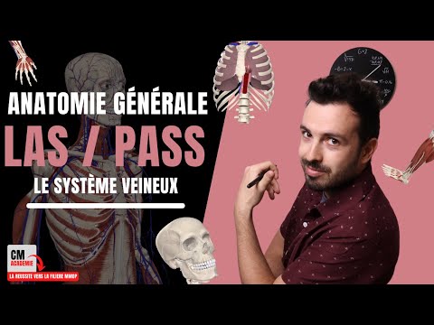 Vidéo: Anatomie, Fonction Et Diagramme De La Veine Pudendale Interne - Cartes Corporelles