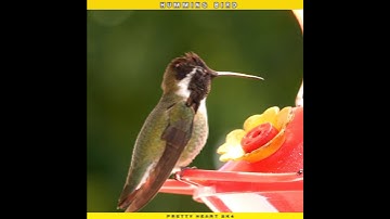 The smallest bird in the world |😳 hummingbird #birds #trending #shorts
