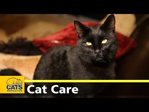 Video: 3 Ways to Calm a Kitten