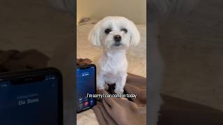 Calling into work on a Monday #maltese #shorts #dog #cute #funny