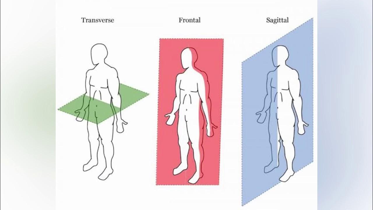 Фронтальная плоскость позвоночника