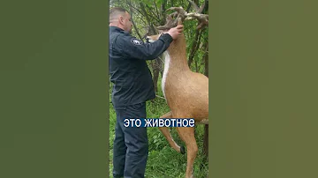 Выпустили на волю скульптуру оленя