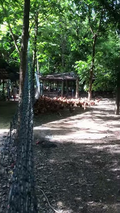 Free range chicken farm - Khun Mod (Ratchaburi, Thailand)