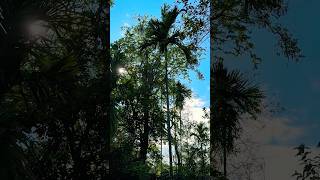 Hidden Sky Forest 🌿✨ #NatureMystery #SkyView #HiddenBeauty