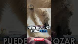 El Oso Polar: El Cazador del Ártico 🐻‍❄️