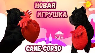 Новая игрушка у собаки Кане Корсо #canecorso Новая игрушка у собаки Кане Корсо #canecorso