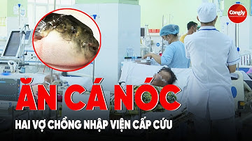 Ngộ độc do ăn cá nóc, hai vợ chồng nhập viện cấp cứu | PLCS