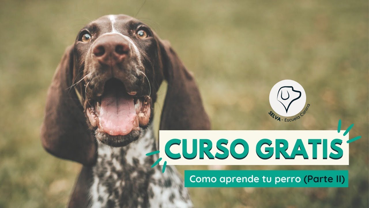 🔥Curso de Adiestramiento Canino GRATIS🔥  ¿Cómo aprende TU PERRO? Parte 2