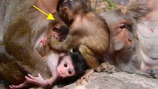 Looks Baby Jilla Steal Baby Mias Milk, Baby Jilla Tried To Steal Milk From Baby Mia