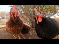 Just Chickens 2 The Sequel Dog TV Background Relaxing Sounds Just Chickens 2 The Sequel Dog TV Background Relaxing Sounds
