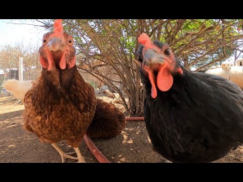 Just Chickens 2 The Sequel Dog TV Background Relaxing Sounds