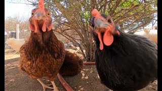 Just Chickens 2 | The Sequel [Dog TV, Background, Relaxing Sounds]